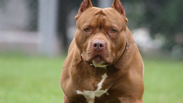 Pitbull Beslemek Yasak Mı?